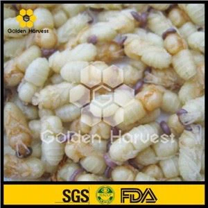 सूखे मेलावर्म ड्रोन पुपा