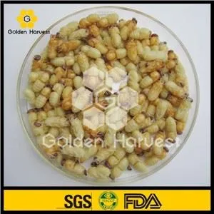 ड्रोन प्यूपे